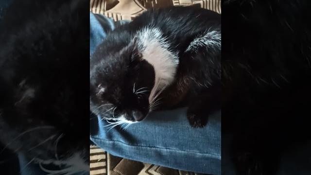 ВИДЕО НЕ ДЛЯ СЛАБОНЕРВНЫХ ВИДЕО НЕ ДЛЯ СЛАБОНЕРВНЫХ
