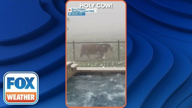 Cow Runs For Cover As Massive Hailstorm Pelts Texas Backyard Cow Runs For Cover As Massive Hailstorm Pelts Texas Backyard