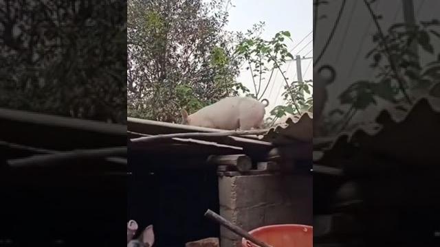 свинья падает с крыши #мем #прикол #свинья #shorts свинья падает с крыши #мем #прикол #свинья #shorts