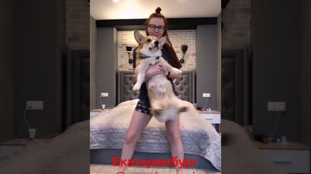 Смешные видео с животными, корги Смешные видео с животными, корги