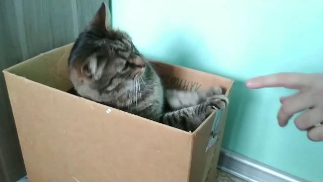 БЕЗ КОТА и ЖИЗНЬ НЕ ТА БЕЗ КОТА и ЖИЗНЬ НЕ ТА