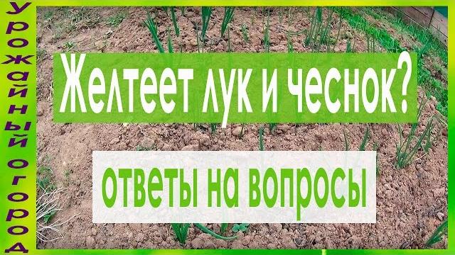 ОТ ЧЕГО ЖЕЛТЕЕТ ЛУК И ЧЕСНОК?!И ЧТО ДЕЛАТЬ?! ОТ ЧЕГО ЖЕЛТЕЕТ ЛУК И ЧЕСНОК?!И ЧТО ДЕЛАТЬ?!