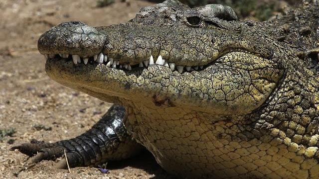 Суперхищники Крокодил National Geographic Суперхищники Крокодил National Geographic