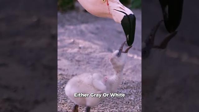 Why are FLAMINGOS Pink #shorts #flamingo #facts Why are FLAMINGOS Pink #shorts #flamingo #facts