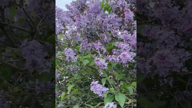 Весна - самое красивое время года Весна - самое красивое время года