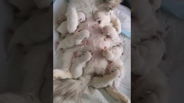 Mother cat Feeding her cutest tribe kittens Mother cat Feeding her cutest tribe kittens