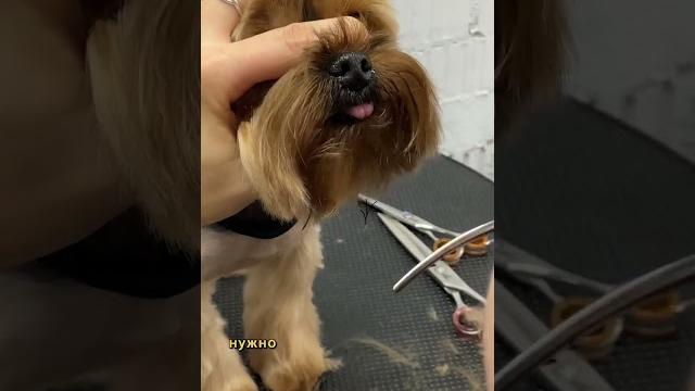 Как подстричь голову Йорку. Было полезно? #pet #стрижкаголовы #йорк #fyp #viral #dog #shorts Как подстричь голову Йорку. Было полезно? #pet #стрижкаголовы #йорк #fyp #viral #dog #shorts