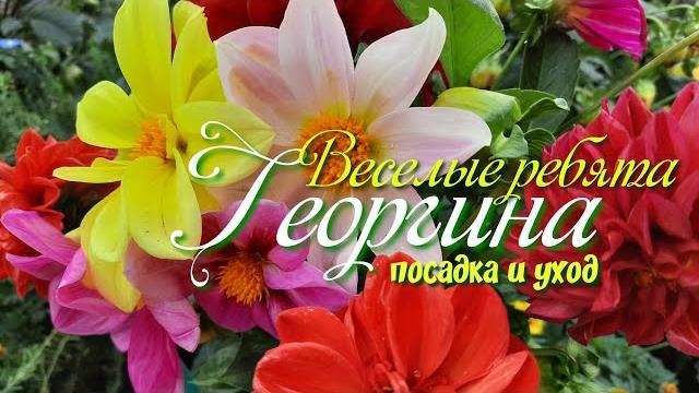 Георгина-Весёлые ребята.Посадка и уход. Георгина-Весёлые ребята.Посадка и уход.