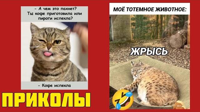 Нелепо, смешно, непредсказуемо! Подборка смешных картинок, которые невозможно забыть , приколы Нелепо, смешно, непредсказуемо! Подборка смешных картинок, которые невозможно забыть , приколы