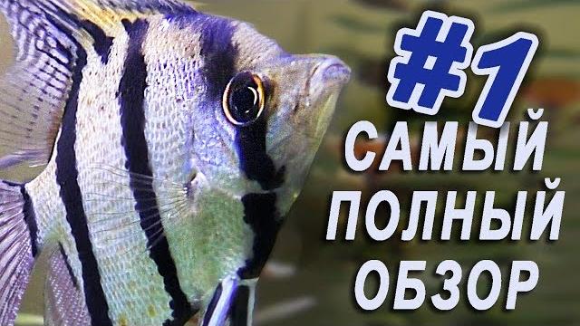Москвариум ВДНХ видео обзор /Экскурсия в Московский океанариум /Аквариум в Москве на ВВЦ обитатели Москвариум ВДНХ видео обзор /Экскурсия в Московский океанариум /Аквариум в Москве на ВВЦ обитатели