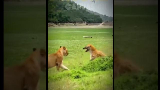 Hyena vs Lion. The battle for supremacy on the savanna Hyena vs Lion. The battle for supremacy on the savanna