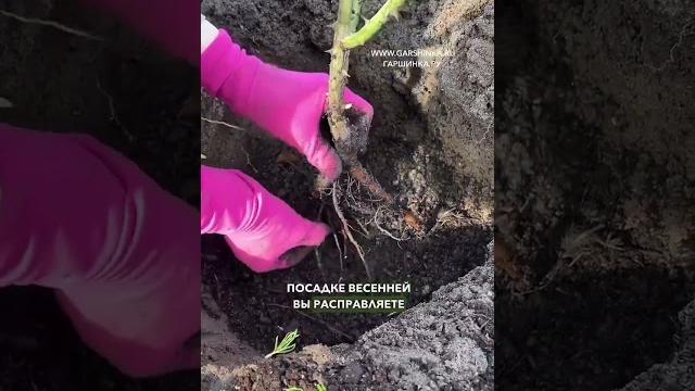 Как посадить розу весной с открытой корневой системы? Как посадить розу весной с открытой корневой системы?