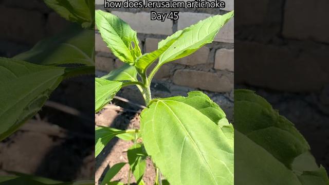 how does Jerusalem artichoke grow.growing.top. alcachofa de Jerusalén Creciendo #garden #plants #diy how does Jerusalem artichoke grow.growing.top. alcachofa de Jerusalén Creciendo #garden #plants #diy