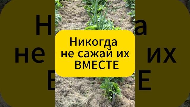 Никогда не сажай эти овощи вместе! #дача #огород #садогород #садоводство #рассада #грядки #овощи Никогда не сажай эти овощи вместе! #дача #огород #садогород #садоводство #рассада #грядки #овощи
