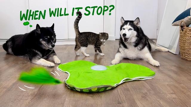 Новая игрушка свела с ума котенка и усыпила моего ХАСКИ! Новая игрушка свела с ума котенка и усыпила моего ХАСКИ!