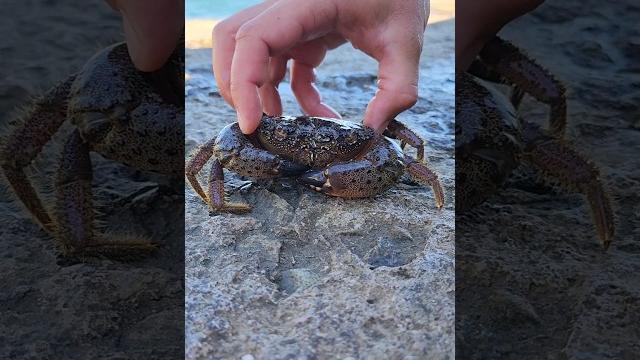 Каменный краб Чёрного моря.Eriphia verrucosa. Eriphiidae. Eriphia spinifrons. Жители моря. Крабик Каменный краб Чёрного моря.Eriphia verrucosa. Eriphiidae. Eriphia spinifrons. Жители моря. Крабик