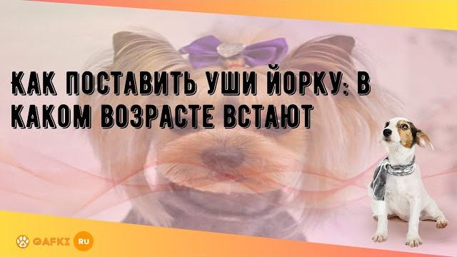 Как поставить уши йорку: в каком возрасте встают Как поставить уши йорку: в каком возрасте встают
