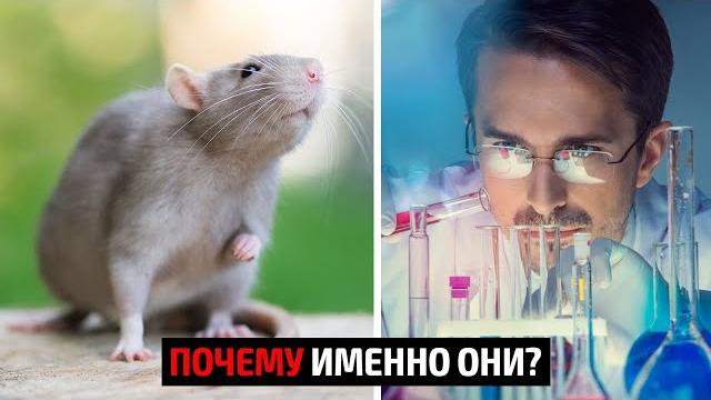 Почему опыты проводят на крысах? Почему опыты проводят на крысах?