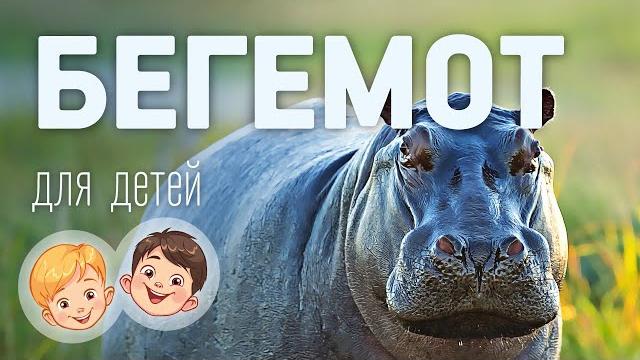 Бегемот. Видео про животных для детей 3+ Бегемот. Видео про животных для детей 3+