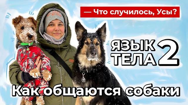 Что случилось, Усы? Язык тела-2. Как общаются собаки Что случилось, Усы? Язык тела-2. Как общаются собаки