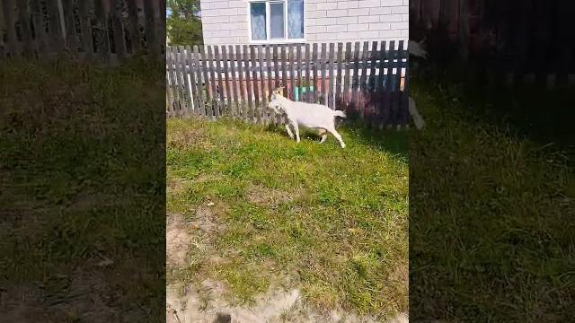 видео про коз видео про коз