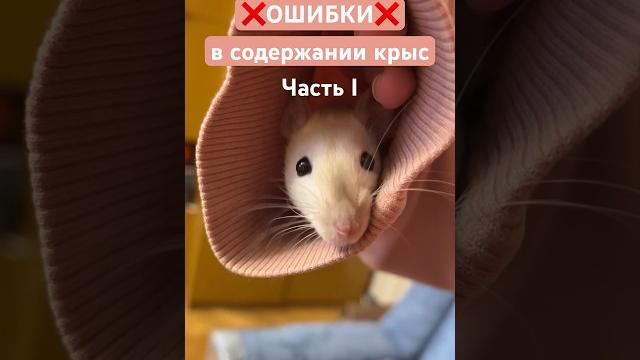 ОШИБКИ В СОДЕРЖАНИИ КРЫС часть 1 #животные #крысы #крыса ОШИБКИ В СОДЕРЖАНИИ КРЫС часть 1 #животные #крысы #крыса