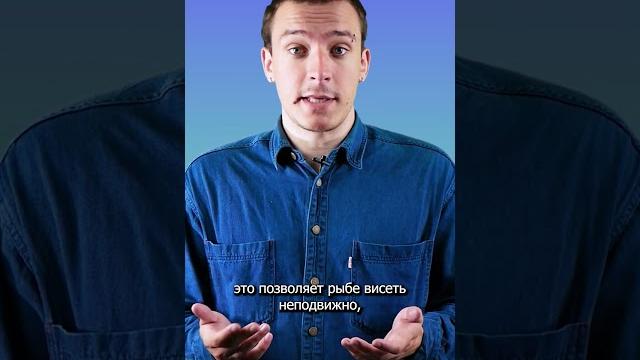 Почему рыбы не тонут? | shorts Почему рыбы не тонут? | shorts