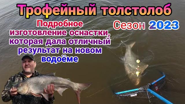 Трофейный толстолоб. Убойная донная оснастка, которая дала за сутки 37 поклевок на новом водоеме. Трофейный толстолоб. Убойная донная оснастка, которая дала за сутки 37 поклевок на новом водоеме.