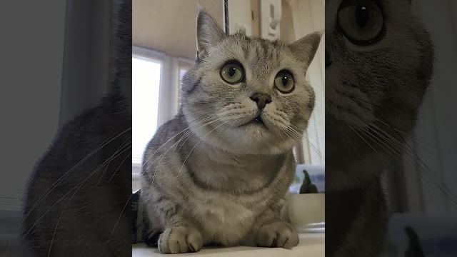 Кот ногу сломал #смехдослез #кот #видосыоткота #cat #юмор #прикольныекоты #прикол #котики #смешно Кот ногу сломал #смехдослез #кот #видосыоткота #cat #юмор #прикольныекоты #прикол #котики #смешно
