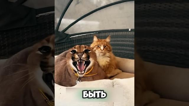 Невероятная любовь каракала и кошки #животные #милыеживотные Невероятная любовь каракала и кошки #животные #милыеживотные