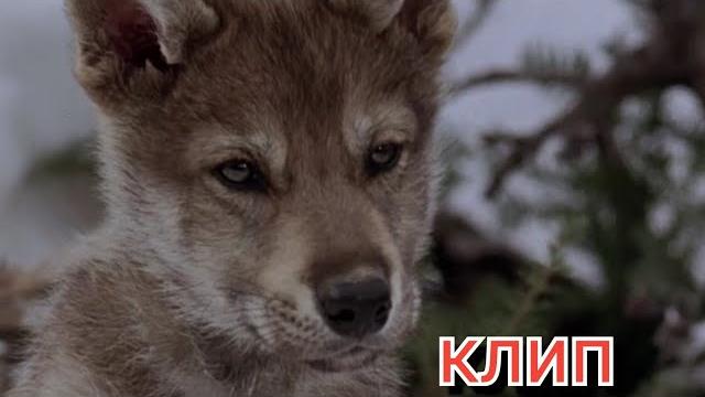 Клип про волков. ,,Против шерсти". Клип про волков. ,,Против шерсти".