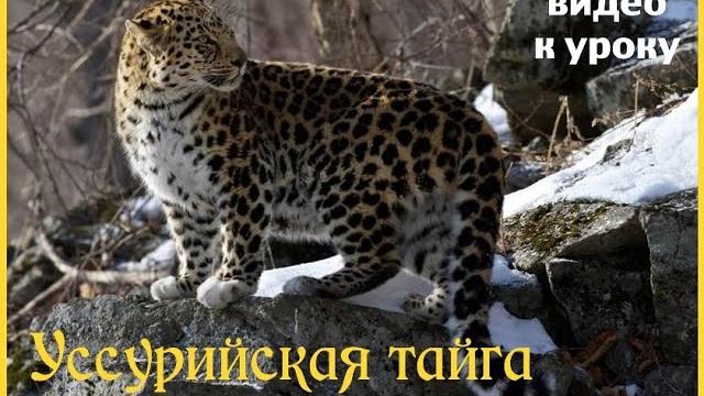 Уссурийский край. Дикая природа России Уссурийский край. Дикая природа России