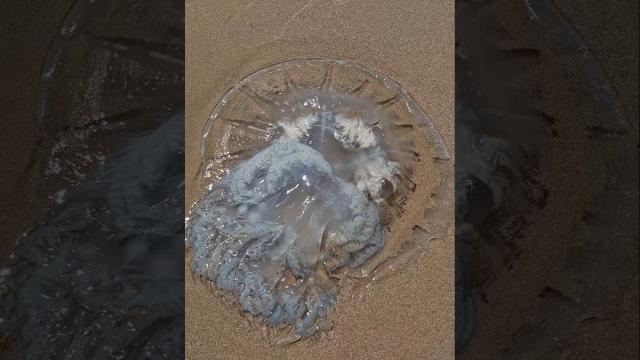 Медузы, выброшенные на берег моря. 🪼 #video #love #shorts #nature #reels #live #sea #summer #funny Медузы, выброшенные на берег моря. 🪼 #video #love #shorts #nature #reels #live #sea #summer #funny