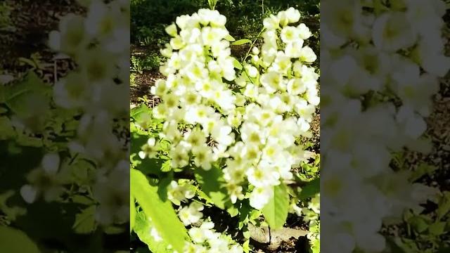 Relaxing music. Расслабляющая музыка. Весна. Природа Санкт-Петербурга. Лечебное видео для души, тела Relaxing music. Расслабляющая музыка. Весна. Природа Санкт-Петербурга. Лечебное видео для души, тела