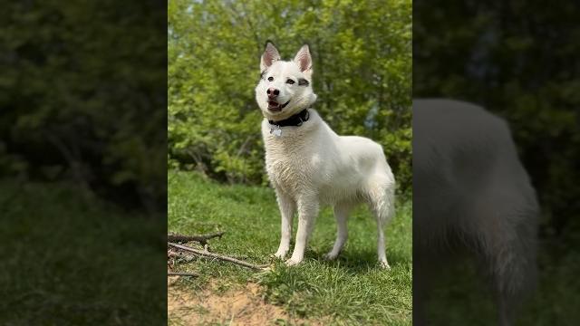 Как войти в доверие к собаке из приюта? #shorts #дворняжка #приют #cutedogs #хочудомой #husky Как войти в доверие к собаке из приюта? #shorts #дворняжка #приют #cutedogs #хочудомой #husky