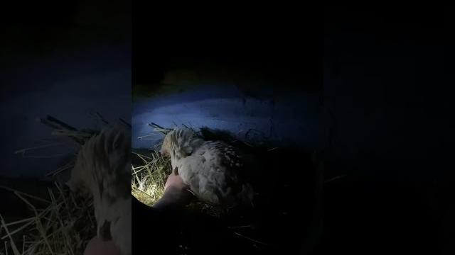 Проверяем яйца куриц Проверяем яйца куриц