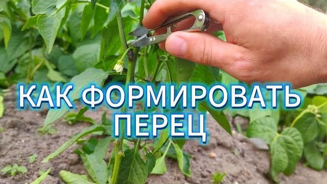 КАК ФОРМИРОВАТЬ ПЕРЕЦ ДЛЯ БОГАТОГО УРОЖАЯ, ВСЕ ТОНКОСТИ ОБРЕЗКИ, ПАСЫНКОВАНИЕ перца на урожай КАК ФОРМИРОВАТЬ ПЕРЕЦ ДЛЯ БОГАТОГО УРОЖАЯ, ВСЕ ТОНКОСТИ ОБРЕЗКИ, ПАСЫНКОВАНИЕ перца на урожай
