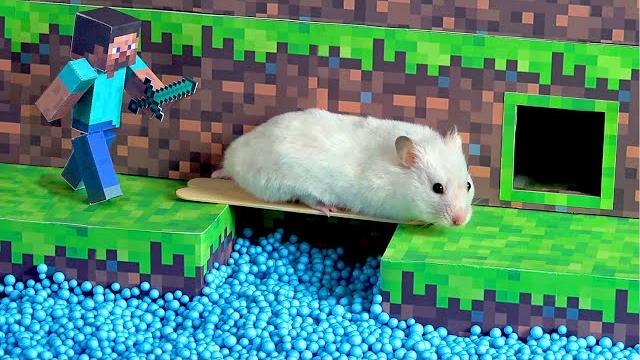 Hamster Minecraft Maze Hamster Minecraft Maze