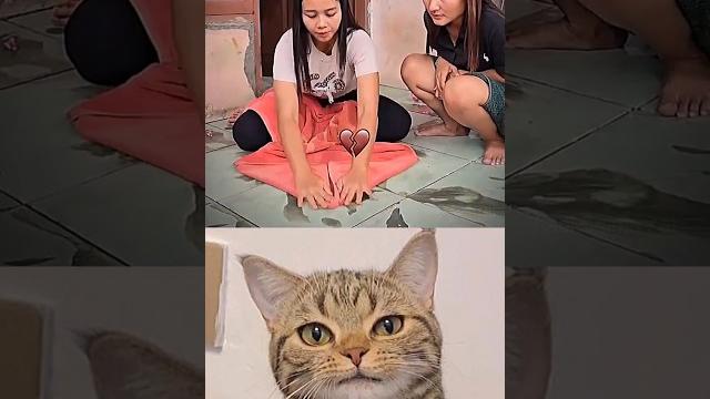 give this video title #cat #memes #funny #trending give this video title #cat #memes #funny #trending