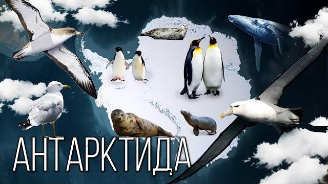 Материк Антарктида: Самый холодный континент на Планете Земля | Интересные факты про Антарктиду Материк Антарктида: Самый холодный континент на Планете Земля | Интересные факты про Антарктиду