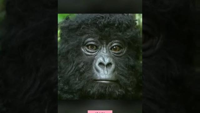 СМОТРИ!!! Как снимают животных в дикой природе #animals #nature #video #wildlife #camera #robot #spy СМОТРИ!!! Как снимают животных в дикой природе #animals #nature #video #wildlife #camera #robot #spy