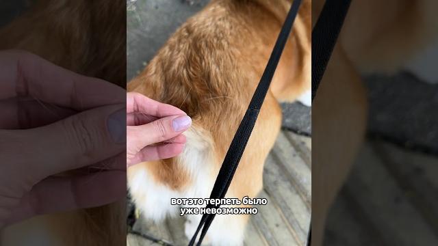 Мы чистенькие! #funny #корги #corgi #shortsvideo #puppy #shortvideo #shorts #груминг #short Мы чистенькие! #funny #корги #corgi #shortsvideo #puppy #shortvideo #shorts #груминг #short