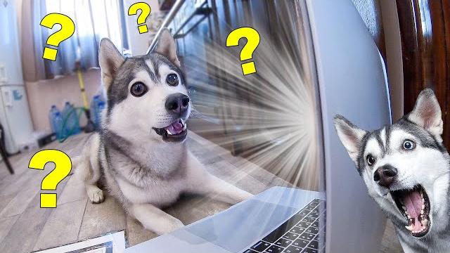 РЕАКЦИЯ ХАСКИ НА СМЕШНЫЕ ПРИКОЛЫ С СОБАКАМИ РЕАКЦИЯ ХАСКИ НА СМЕШНЫЕ ПРИКОЛЫ С СОБАКАМИ