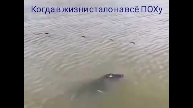 #прикол #comedy #крокодил #рыбалка #прикол #comedy #крокодил #рыбалка