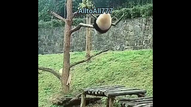 Panda Fell/Падение панд Panda Fell/Падение панд