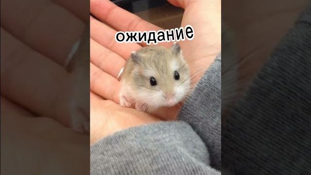 когда купил хомяка когда купил хомяка