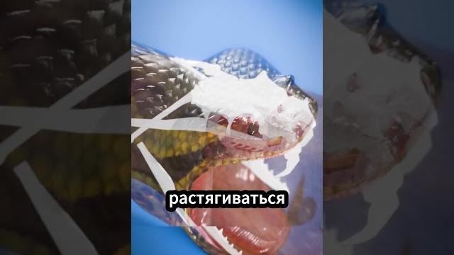 Как змея заглатывает БОЛЬШУЮ добычу #факты Как змея заглатывает БОЛЬШУЮ добычу #факты