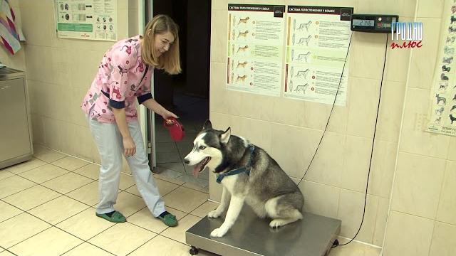 Чипирование собак Чипирование собак