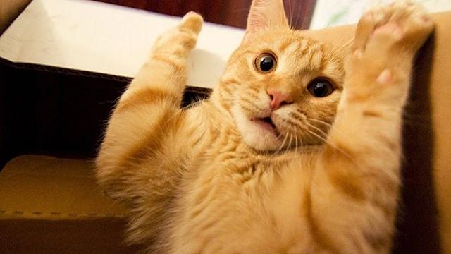 КОТЫ БОЯТСЯ ОГУРЦОВ! СМЕШНОЕ ВИДЕО С КОШКАМИ. КОТЫ БОЯТСЯ ОГУРЦОВ! СМЕШНОЕ ВИДЕО С КОШКАМИ.