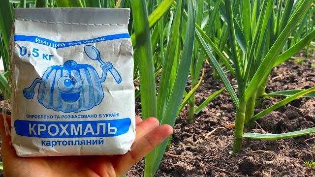 ПЕРЬЯ ЧЕСНОКА БОЛЬШЕ НЕ ЖЕЛТЕЮТ! Народный способ борьбы с пожелтением листьев на чесноке! ПЕРЬЯ ЧЕСНОКА БОЛЬШЕ НЕ ЖЕЛТЕЮТ! Народный способ борьбы с пожелтением листьев на чесноке!